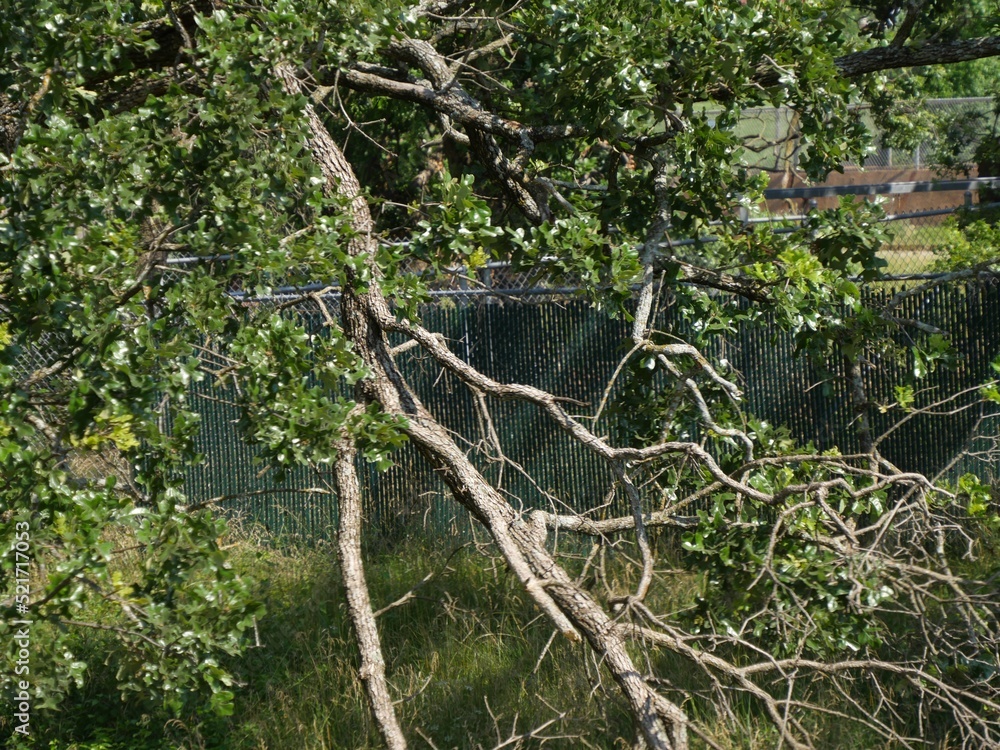 Fototapeta premium Big branch of a tree extending down to the ground on a spring day