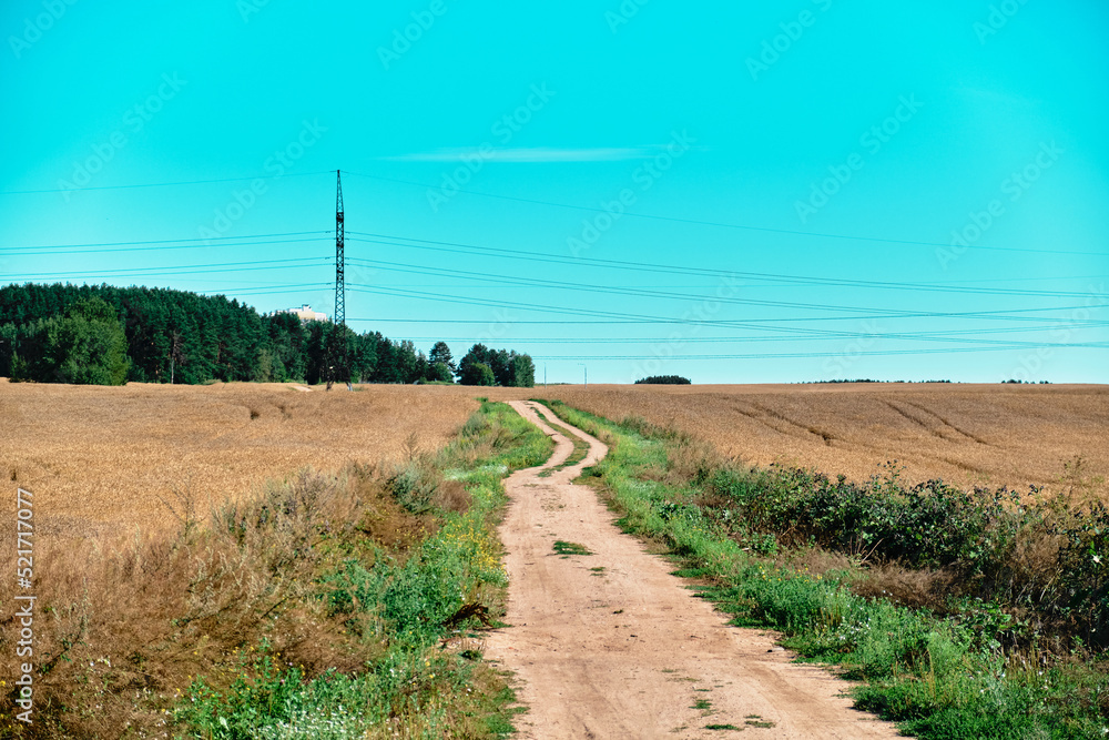 Panoramic wheat field Gold yellow wheat cereal waving trembling in the wind grain harvest ripens in the sunny summer Panoramic wheat field Gold yellow wheat cereal waving trembling in the wind grain harvest ripens in the sunny summer