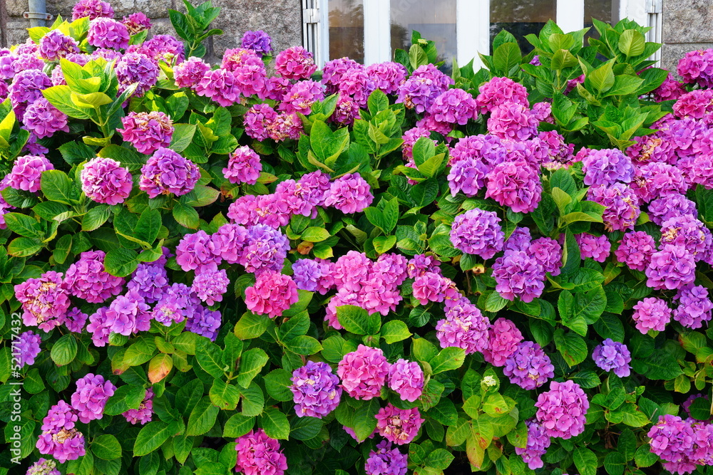 Pink and purple hydrangea plants in summer in Brittany Stock Photo