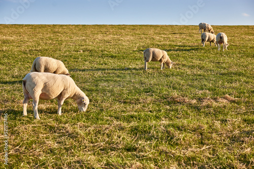 Schafe grasen am Deich