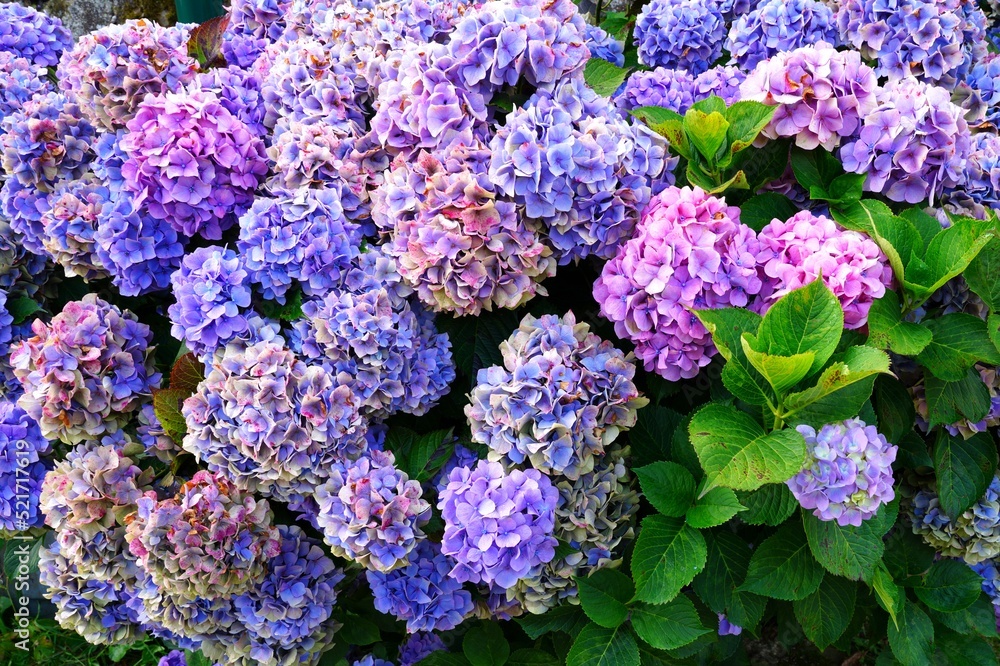 Pink and purple hydrangea plants in summer in Brittany Pink and purple hydrangea plants in summer in Brittany