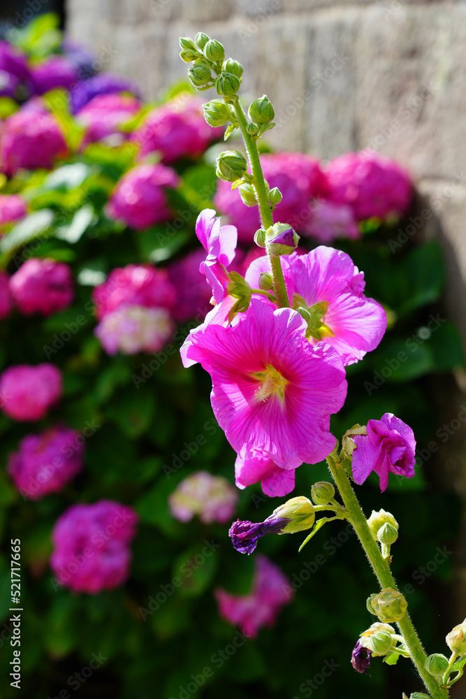Hollyhock flower (alcea rosea) on a long stem in the summer garden
