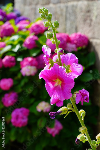 Hollyhock flower (alcea rosea) on a long stem in the summer garden © eqroy
