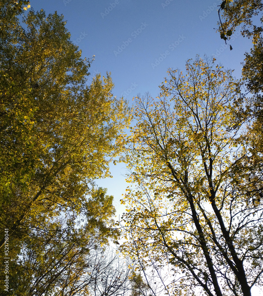 colorful autumn trees in the autumn park and yellow leaves on the branches glow in the rays of the setting sun. natural beauty in nature colorful autumn trees in the autumn park and yellow leaves on the branches glow in the rays of the setting sun. natural beauty in nature