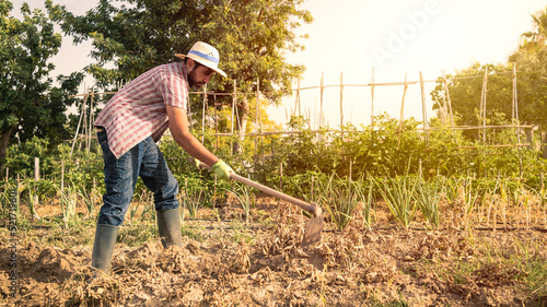 Bearded farmer man with hoe collecting fresh organic potatoes harvests in field