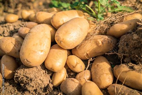 Heap of fresh organic potato harvest in fields. Sprouted potato tuber plantation