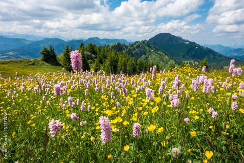 Pink persicaria bistorta and yellow Meadow buttercup flowers in meadow under blue cloudy sky photo