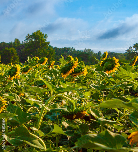 sunflower field and sky