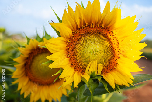 sunflower in the field