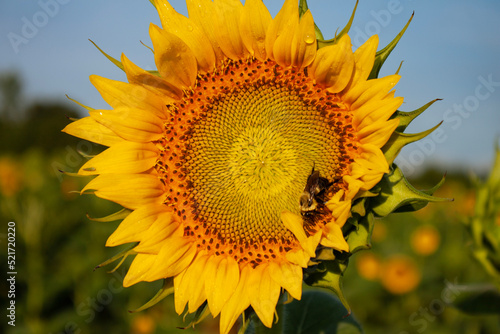 sunflower with bee