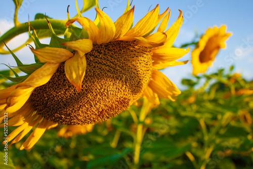 sunflower and bee