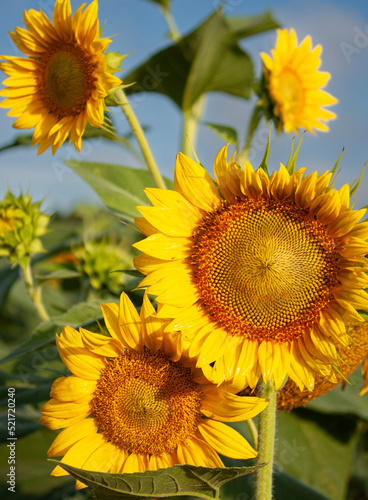 sunflower on the field