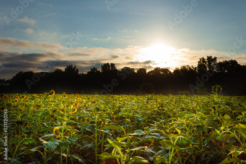 field at sunset
