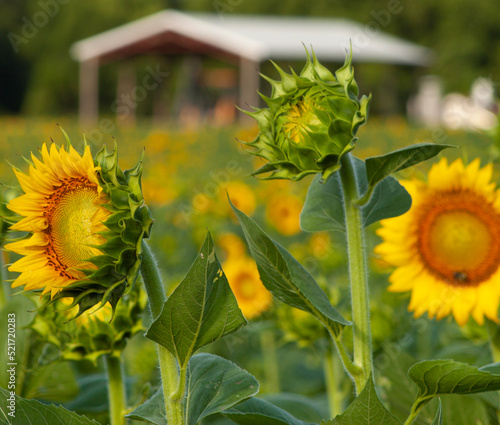 sunflowers in the field