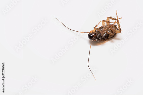 Closeup of a cockroach isolated on white background with copy space on left hand side.