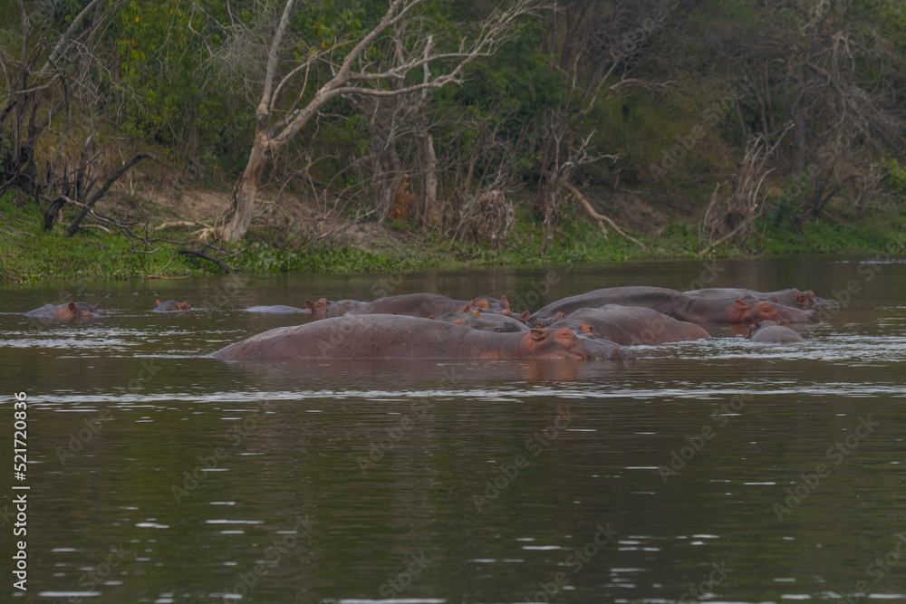 Fototapeta premium hippos at Murchison falls national park in Uganda