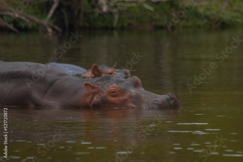 hippos at Murchison falls national park in Uganda