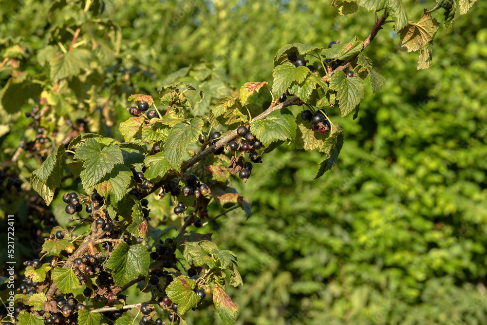 Ripe blackcurrant berries grow on a branch.High quality photo Ripe blackcurrant berries grow on a branch.High quality photo