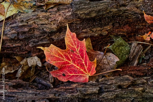 Beautiful lone maple leaf on a fallen tree trunk - Fall in Central Ontario, Canada
