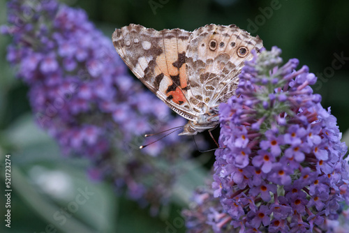 Vanesse des chardons butinant sur les fleurs de l'arbre aux papillons