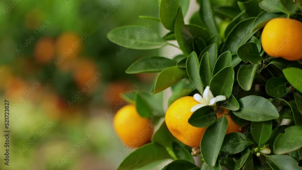 The ripe fruits of Calamondin with blooming flowers among the green foliage on the tree. Natural background with ripe calamondin fruits in foliage. Close up dolly camera shot. Selective focus. The ripe fruits of Calamondin with blooming flowers among the green foliage on the tree. Natural background with ripe calamondin fruits in foliage. Close up dolly camera shot. Selective focus.