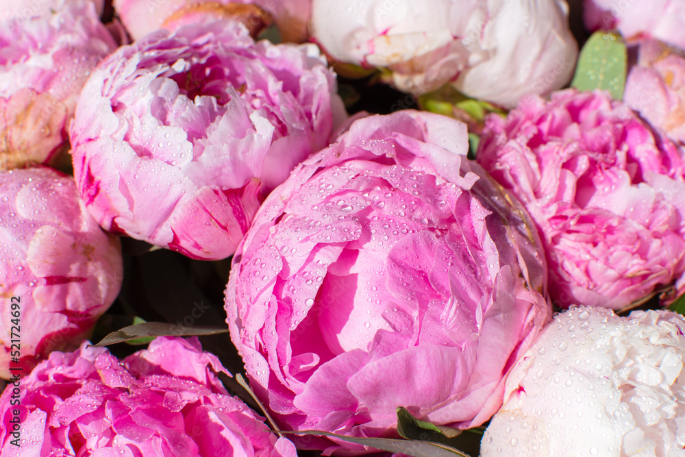 Obraz premium large purple peony buds close-up for the background
