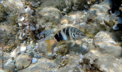 Painted comber fish - (Serranus scriba)
