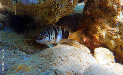 Painted comber fish - (Serranus scriba)