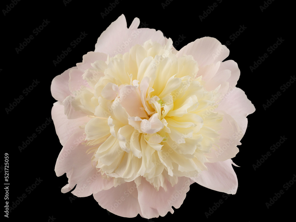 stem with leaves and flower of a tree-shaped maroon peony, isolate for clipping on a white background stem with leaves and flower of a tree-shaped maroon peony, isolate for clipping on a white background