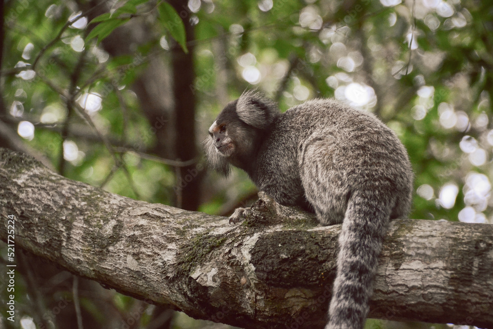 Monkey Monkey