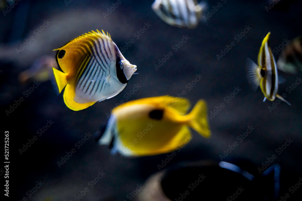 Threadfin butterfly fish floating or swimming underwater against blurred background, marine life concept Threadfin butterfly fish floating or swimming underwater against blurred background, marine life concept