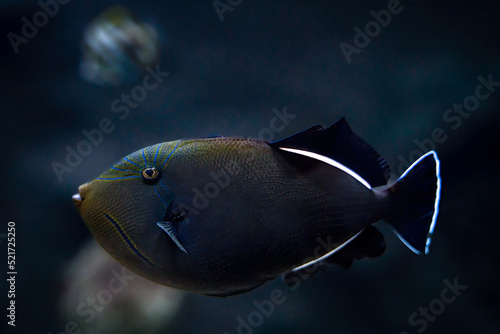 Indian triggerfish floating or swimming underwater in the sea, marine life concept photo