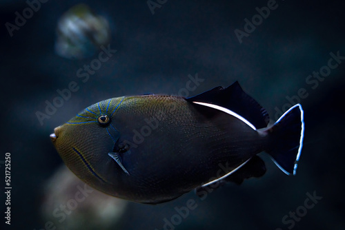 Obraz na płótnie Indian triggerfish floating or swimming underwater in the sea, marine life concept w salonie