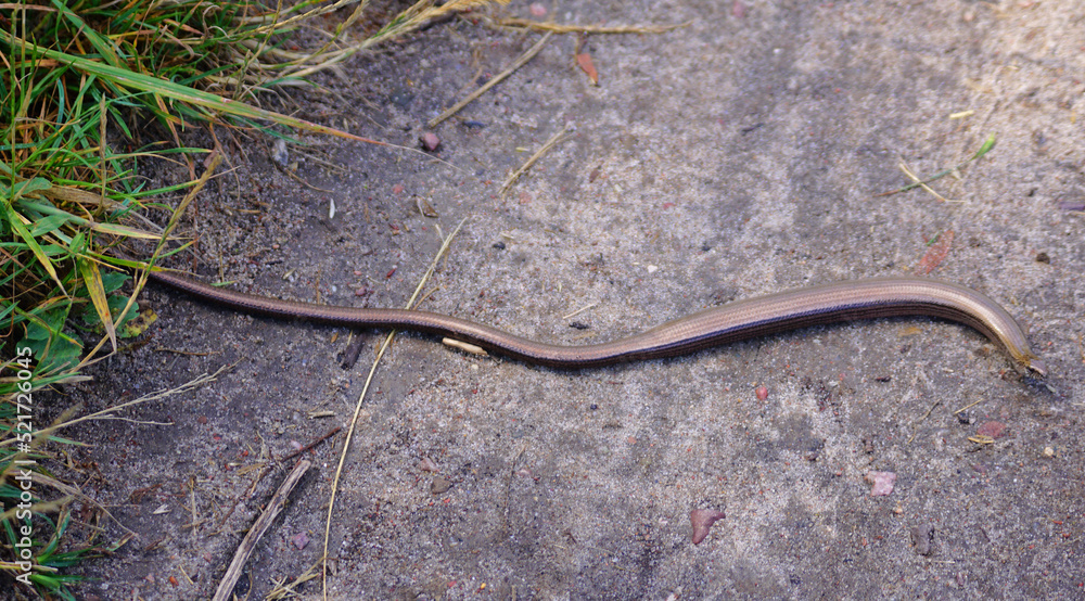 Blindschleiche
Echse
Kriechtier
Reptil
Eidechse Blindschleiche
Echse
Kriechtier
Reptil
Eidechse