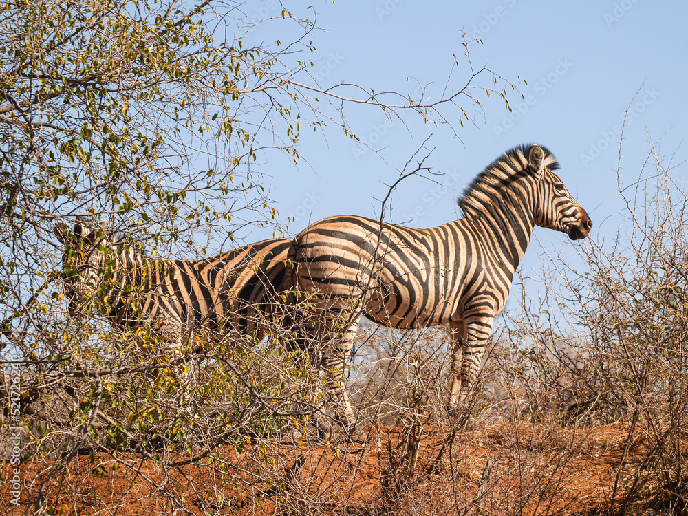 Fototapeta premium Two zebra from low point of view standing in space South African bush on red soil under blue sky