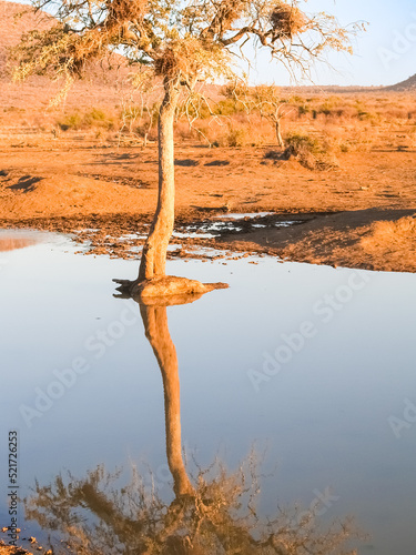 One tree reflected in calm water photo