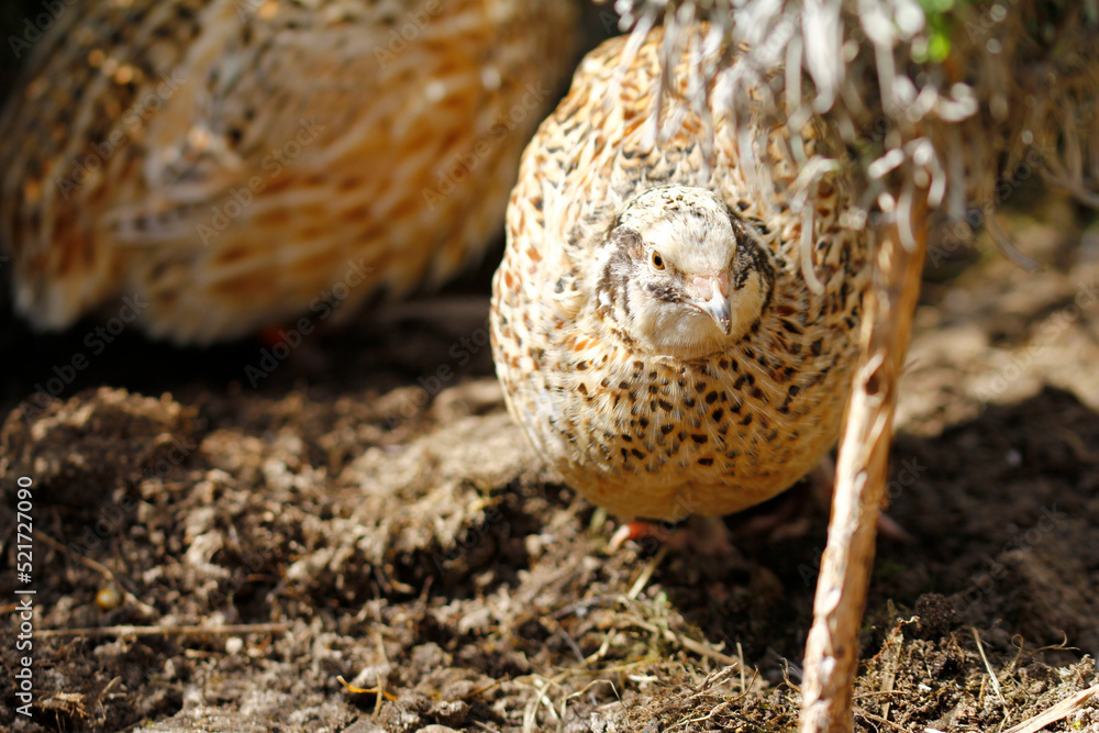 Obraz premium japanese laying quail in species-appropriate free-range husbandry