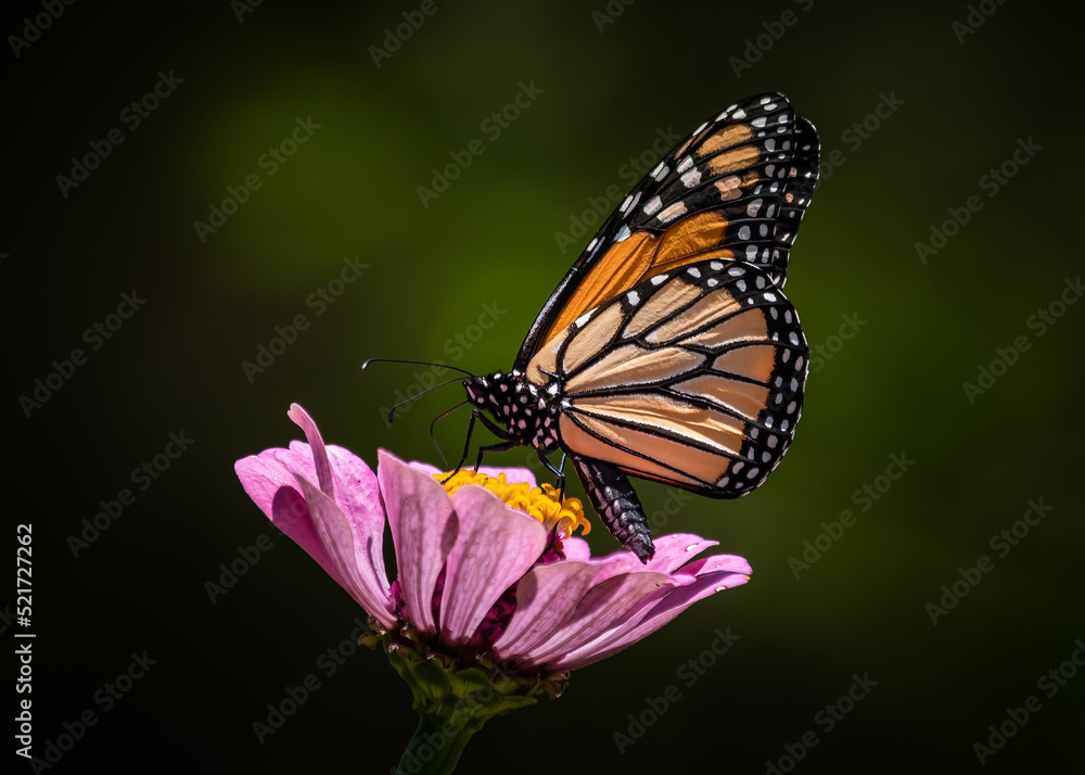 Fototapeta premium Monarch Butterfly in Louisiana