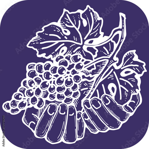 Grapes harvest in farmers hands. Etiquette logo design for wine bottle. Autumn rural vino festival. Winery production. Organic healthy food. Hand drawn retro vintage illustration. Old style drawing. 