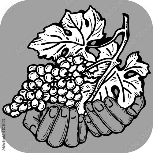 Grapes harvest in farmers hands. Etiquette logo design for wine bottle. Autumn rural vino festival. Winery production. Organic healthy food. Hand drawn retro vintage illustration. Old style drawing. 