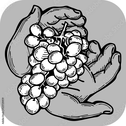 Grapes harvest in farmers hands. Etiquette logo design for wine bottle. Autumn rural vino festival. Winery production. Organic healthy food. Hand drawn retro vintage illustration. Old style drawing. 