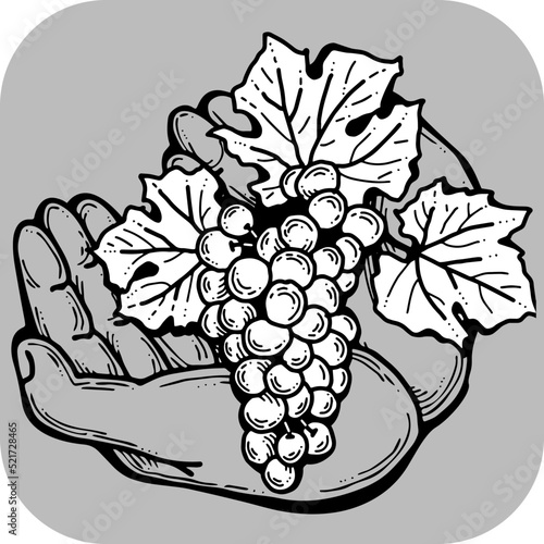 Grapes harvest in farmers hands. Etiquette logo design for wine bottle. Autumn rural vino festival. Winery production. Organic healthy food. Hand drawn retro vintage illustration. Old style drawing. 