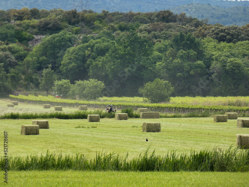 Haystackings of freshly harvested hay in a meadow in the Alpilles in Provence in France 