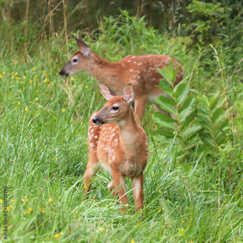 Baby Deer Fawns in Benezette PA Elk State Forest Baby Deer Fawns in Benezette PA Elk State Forest