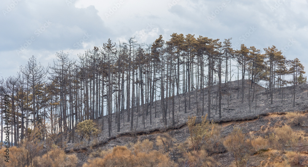 Fototapeta premium Trees destroyed by fire. Charred vegetation and ash-covered ground. Natural disaster and death. Navarre, Spain.