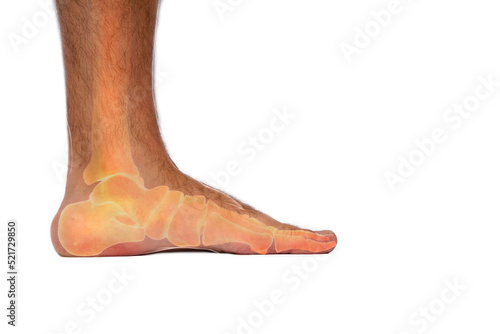 Transparent side view of a man's foot bones