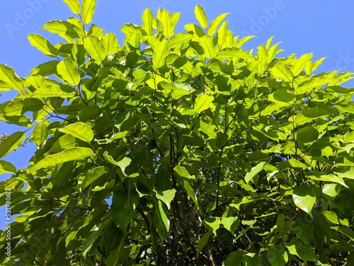 agarwood tree (Aquilaria malaccensis) in the morning photo