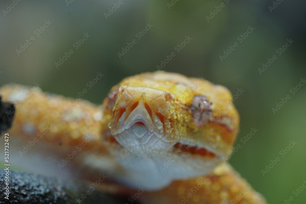 close up of a yellow snake 