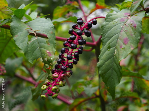 American pokeberries along the Potomac river