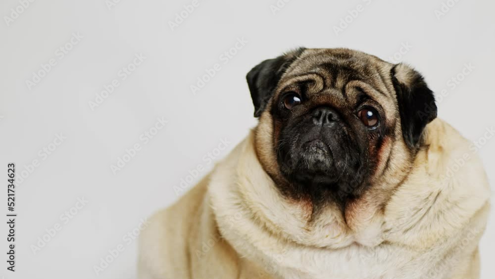 Cute dog looking away on white background. Pug posing in studio. Cute dog looking away on white background. Pug posing in studio.